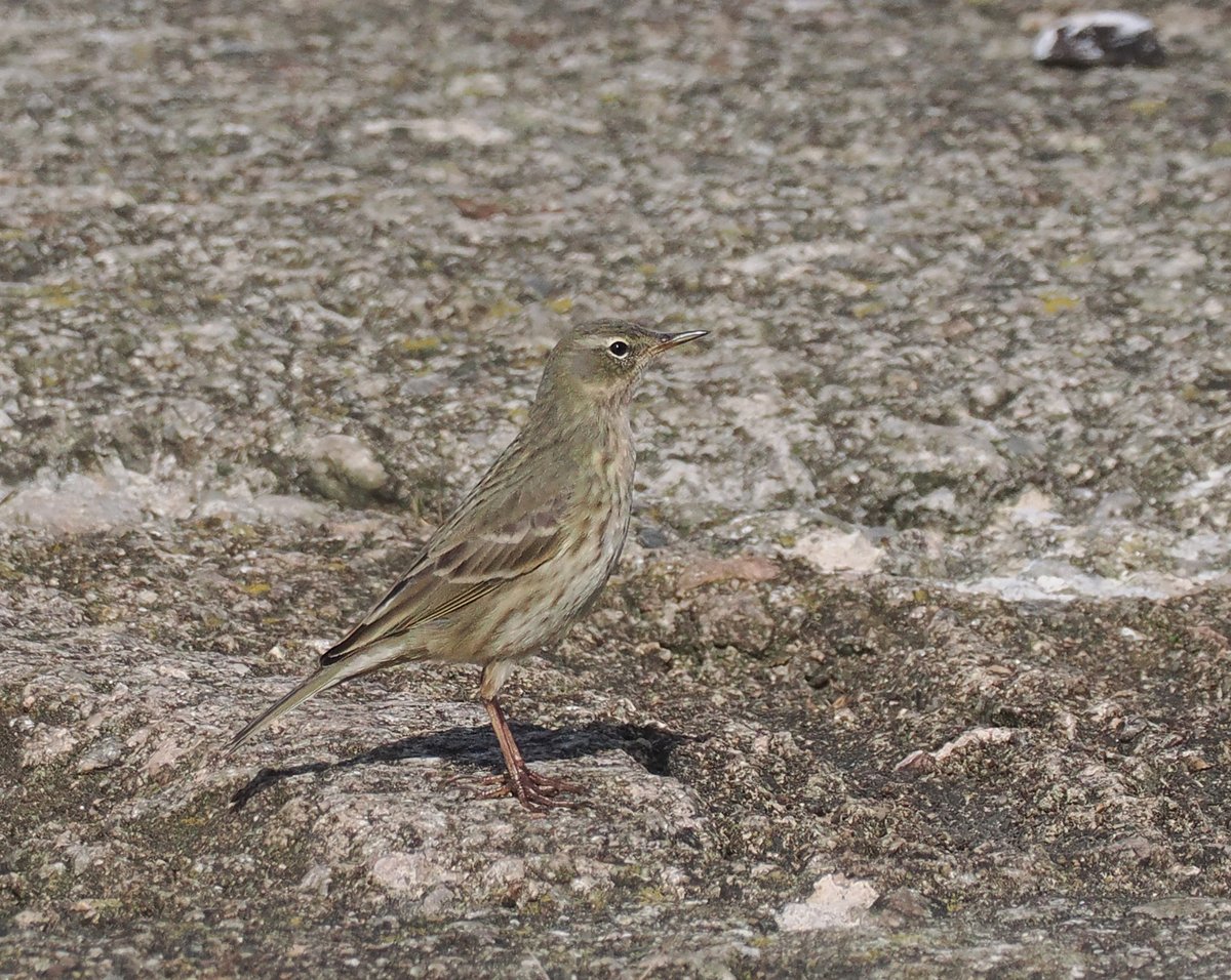 Andrew Whitehouse tweet media