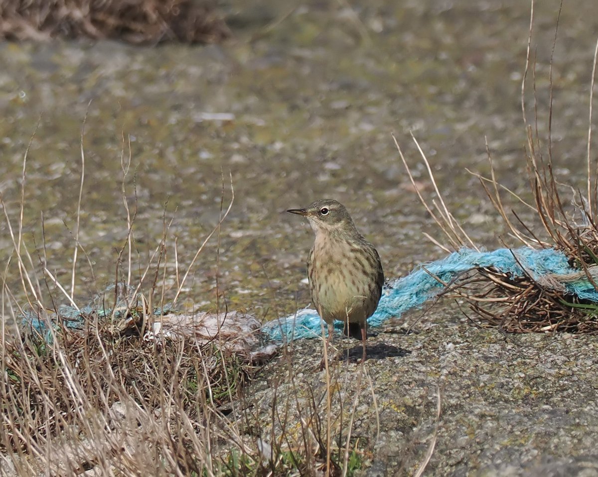 Andrew Whitehouse tweet media