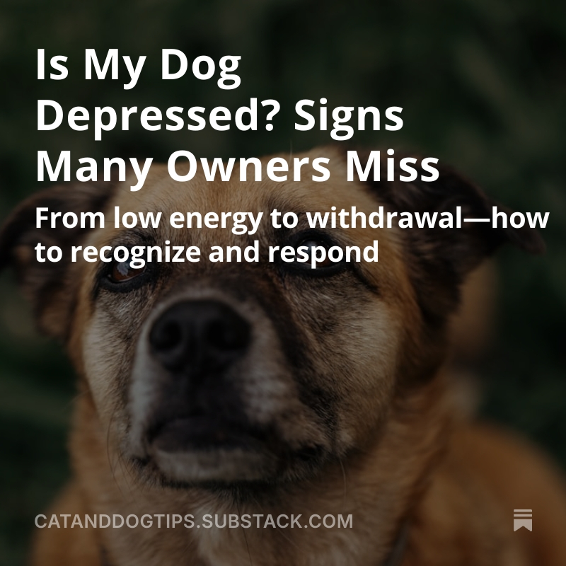 CatsAndDogsTips's tweet image. Understanding the signs early can make a significant difference to your dog’s wellbeing #Dogs #DogHealth #Doglovers #DogsOfX #DidYouKnow medium.com/@CatsAndDogsTi…
