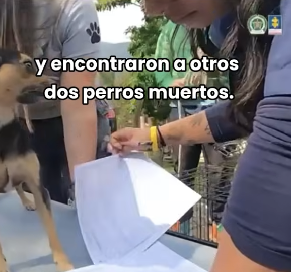 La Revolución Animal tweet media