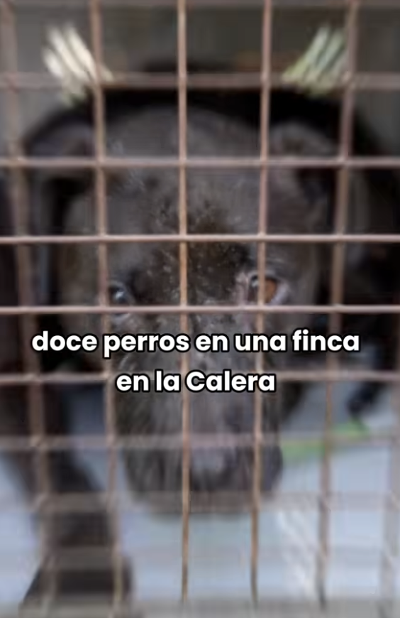 La Revolución Animal tweet media