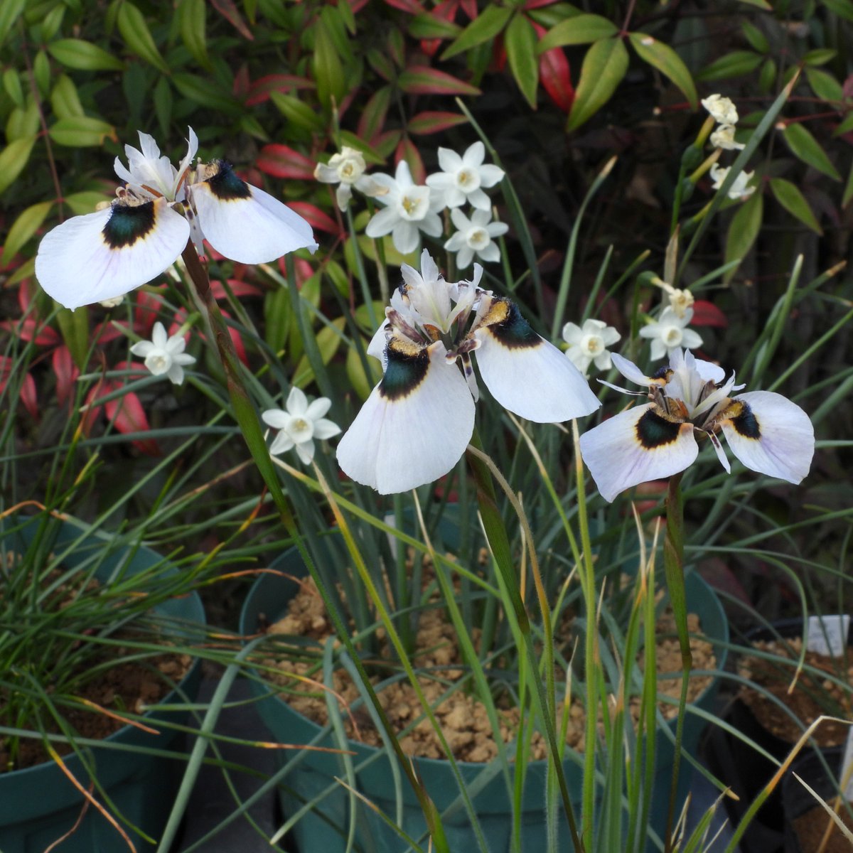 Plantsman_jp's tweet photo. ##Moraea villosa
Silverhill Seeds No. 1712
#モレア #モラエア https://t.co/OYSU4pSSd7