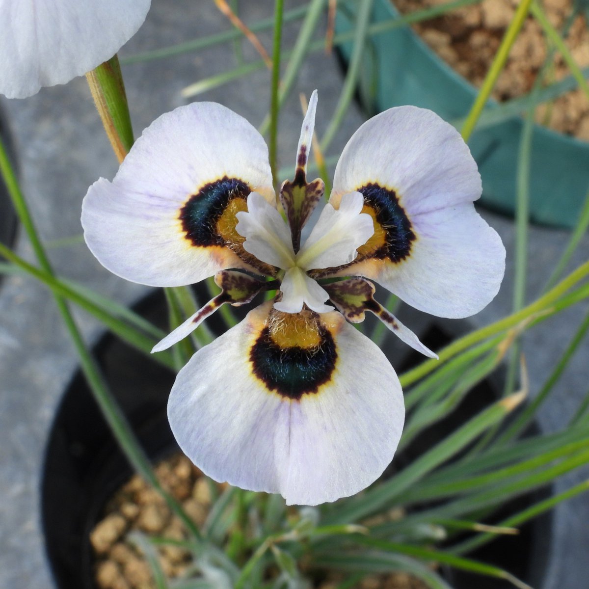 Plantsman_jp's tweet photo. ##Moraea villosa
Silverhill Seeds No. 1712
#モレア #モラエア https://t.co/OYSU4pSSd7