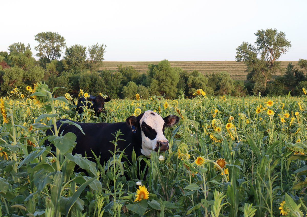 Green Cover Seed tweet media