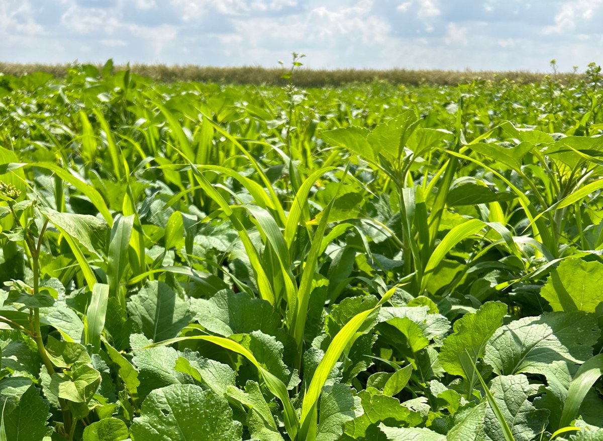 Green Cover Seed tweet media