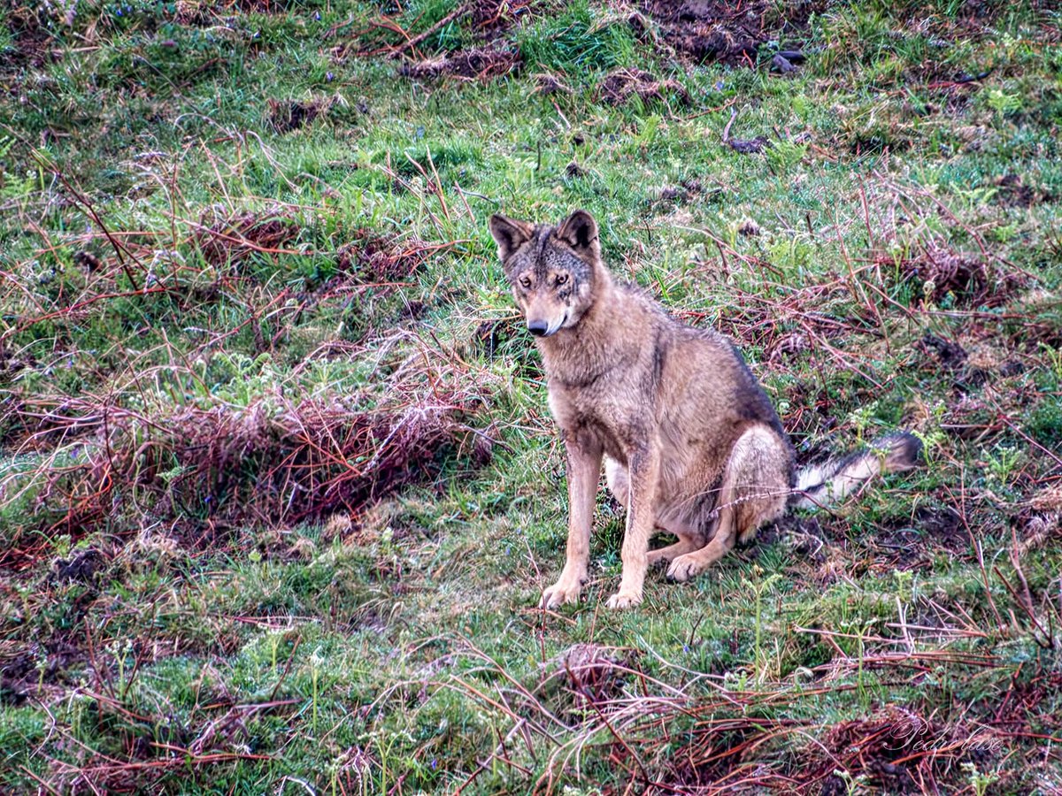 Rafael® tweet media