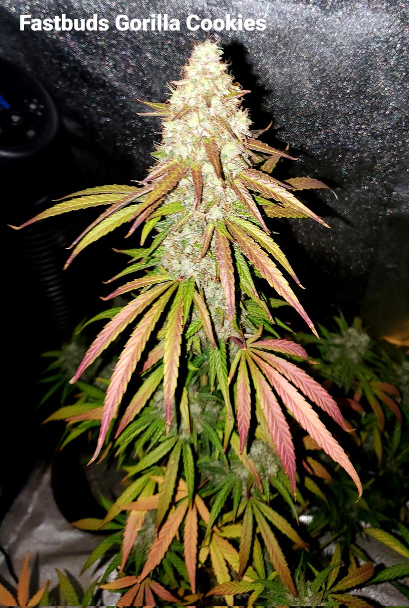 Medical Grower 420 🇺🇸 tweet media