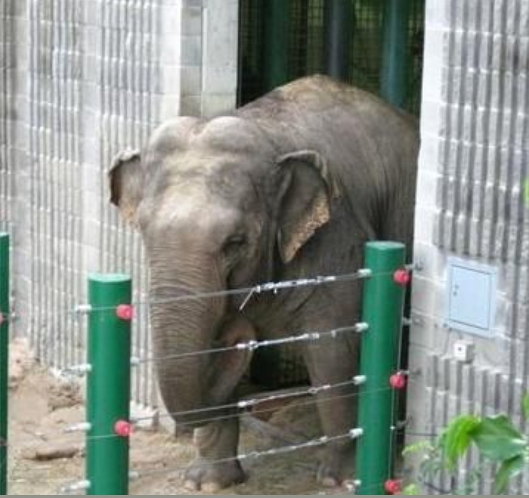 Shane Janisch 🇺🇦🐬🐳🐘 tweet media