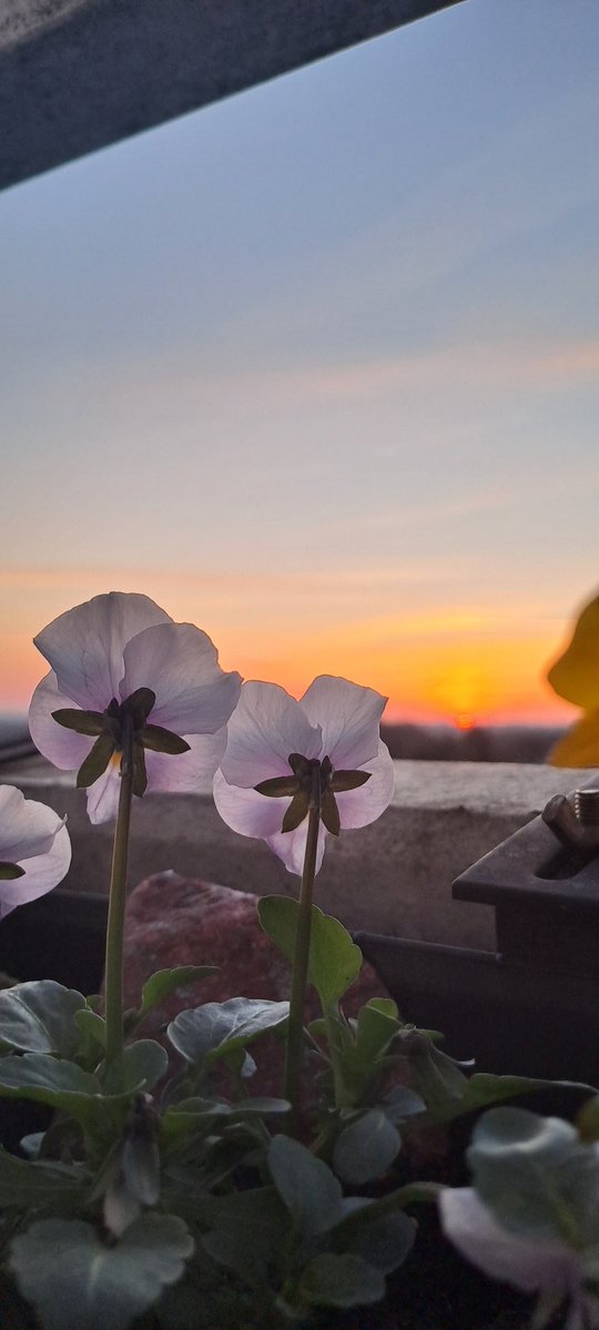 DschungleMulle™ tweet media