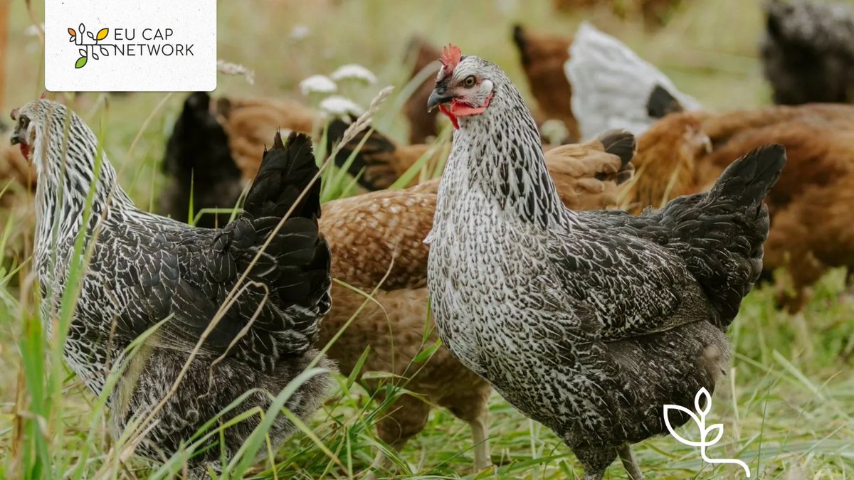 EU CAP Network tweet media