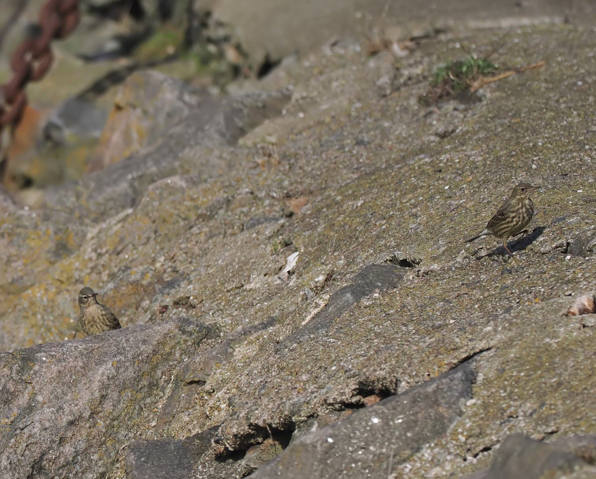 Andrew Whitehouse tweet media