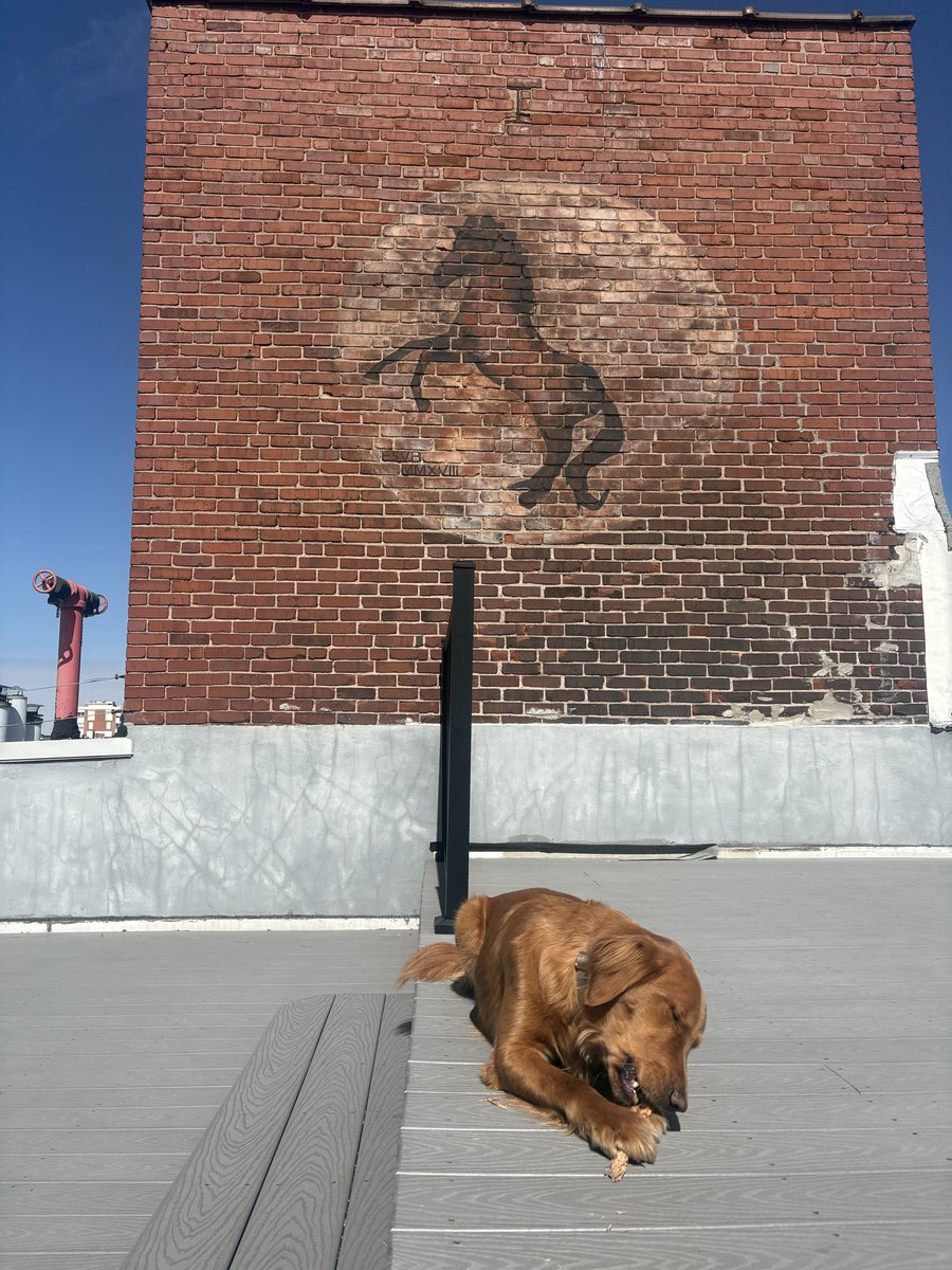 The Ginger Swindler tweet media