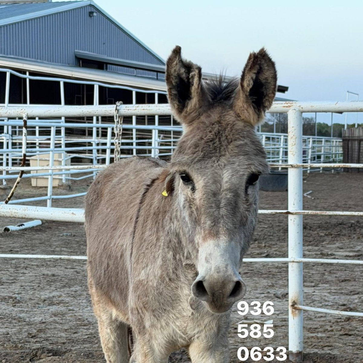 Salvation Wild Mustang Sanctuary tweet media