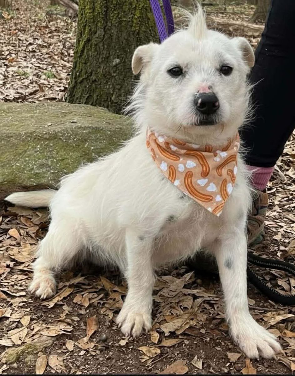 Hounds in Pounds tweet media