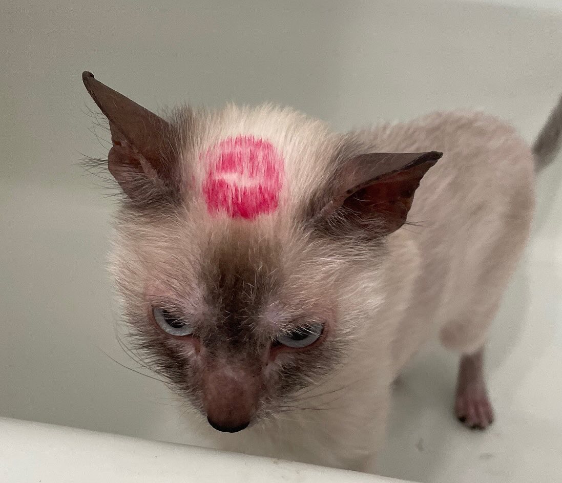 Punch Cat tweet media