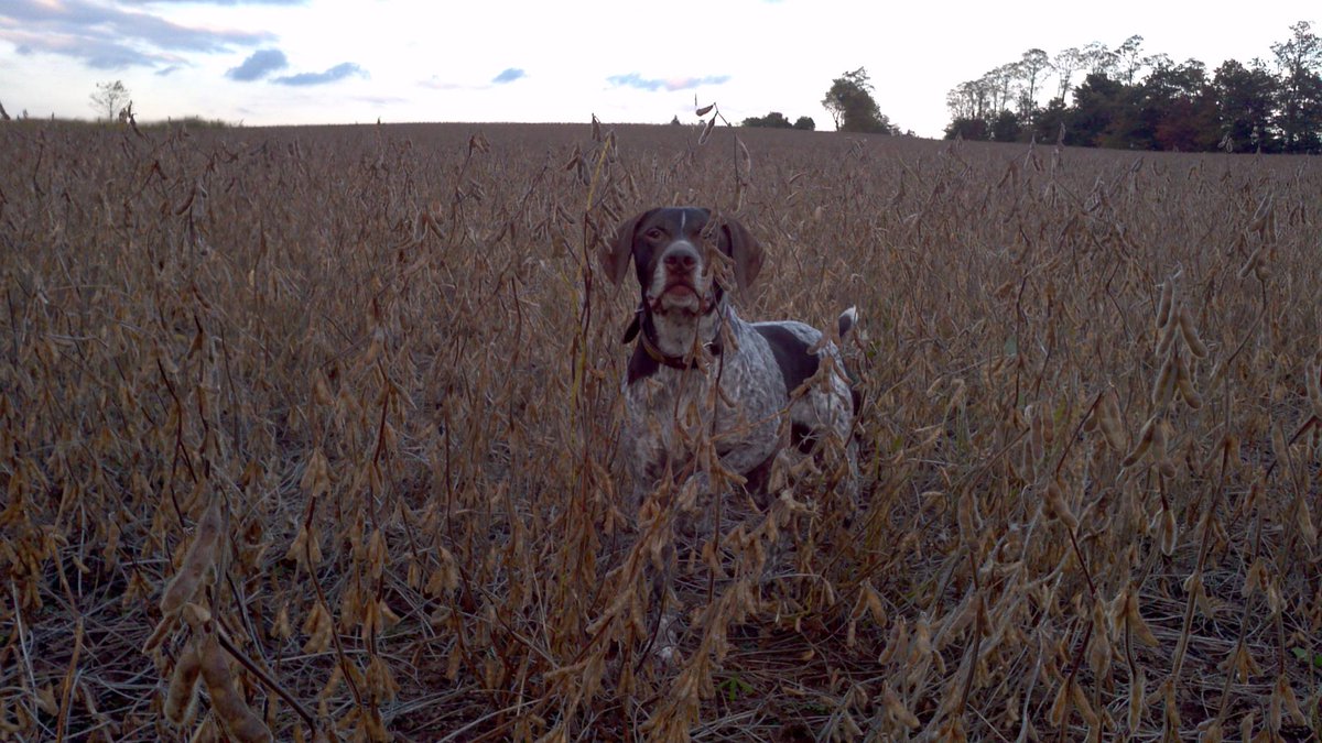 King TomAnon de Bailleul tweet media