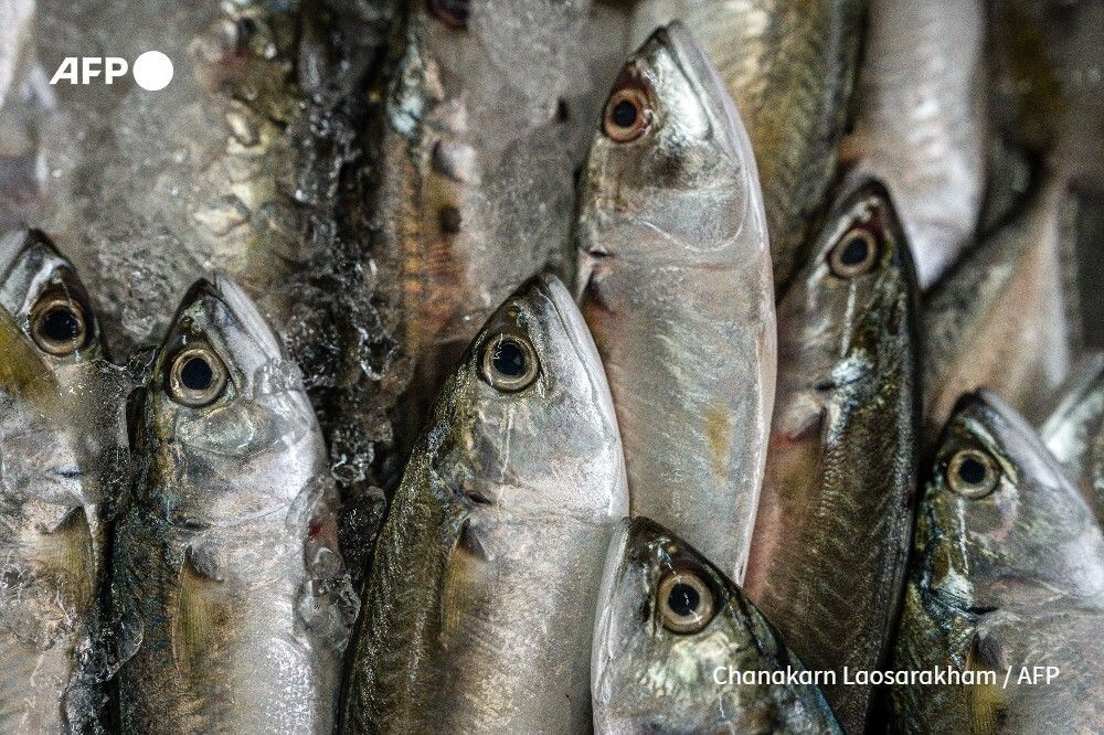 AFP News Agency tweet media