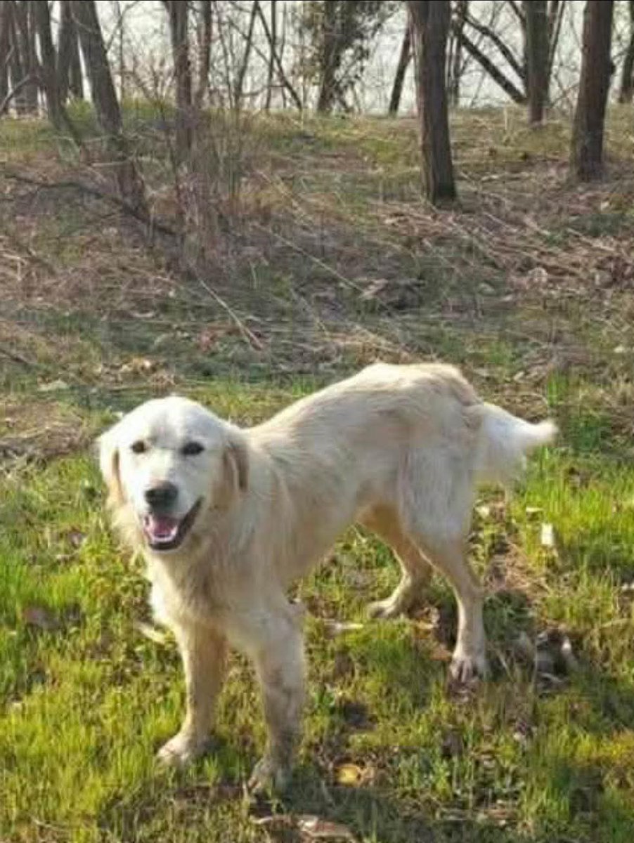 Second Chance Dog Rescue tweet media