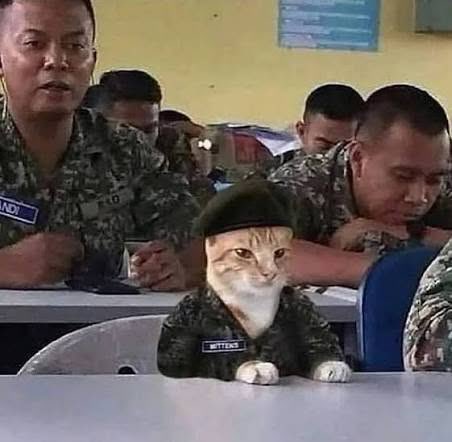 Aloha 🧢🦝 tweet media