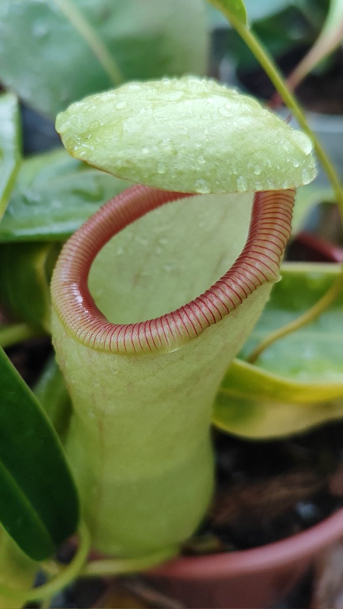 Juanfran tweet media