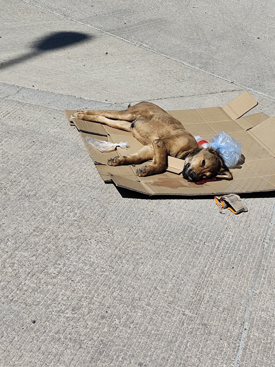 Iguanomayor tweet media