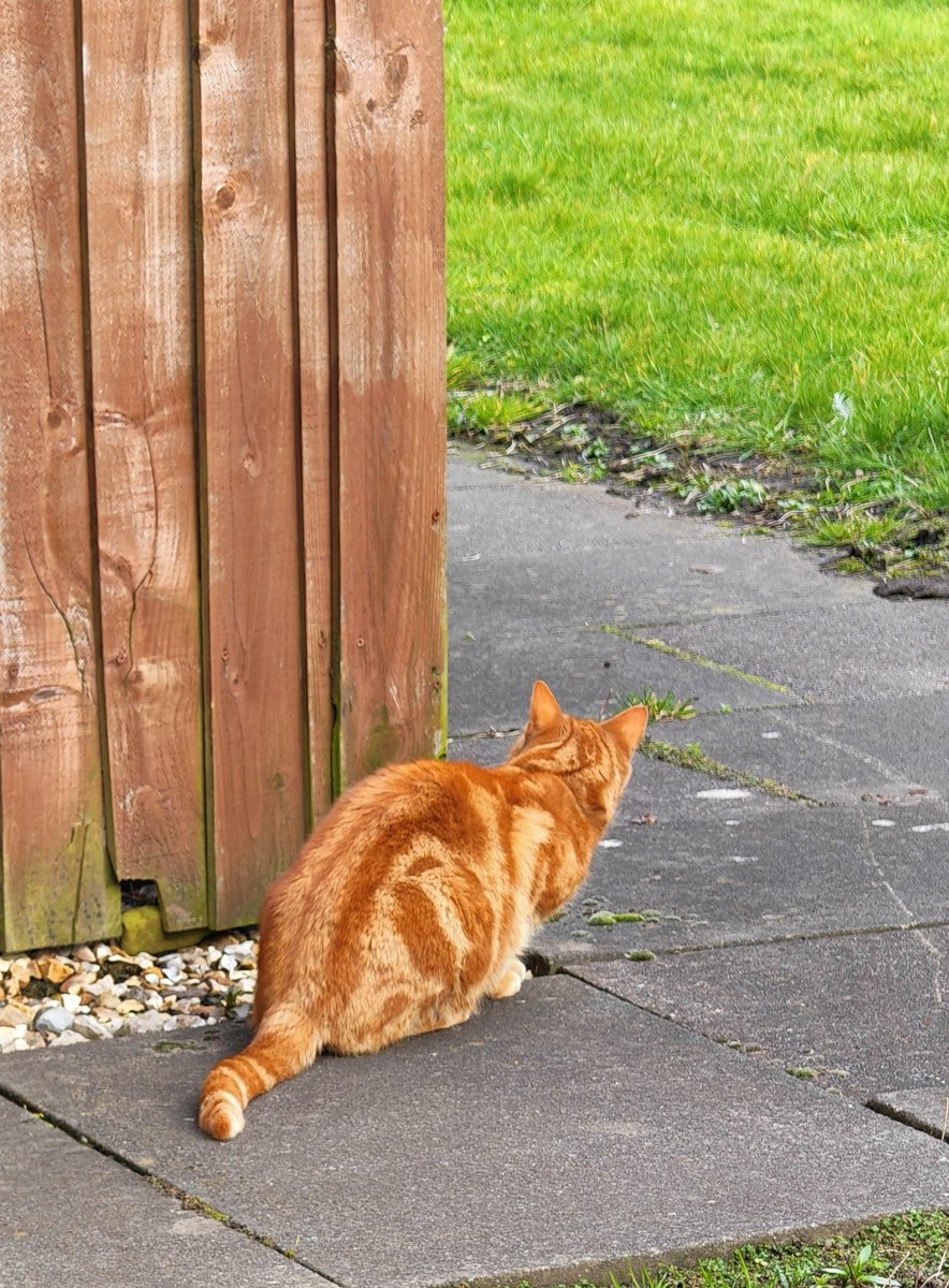 Kevin Kindness and Sidekick Smudge tweet media