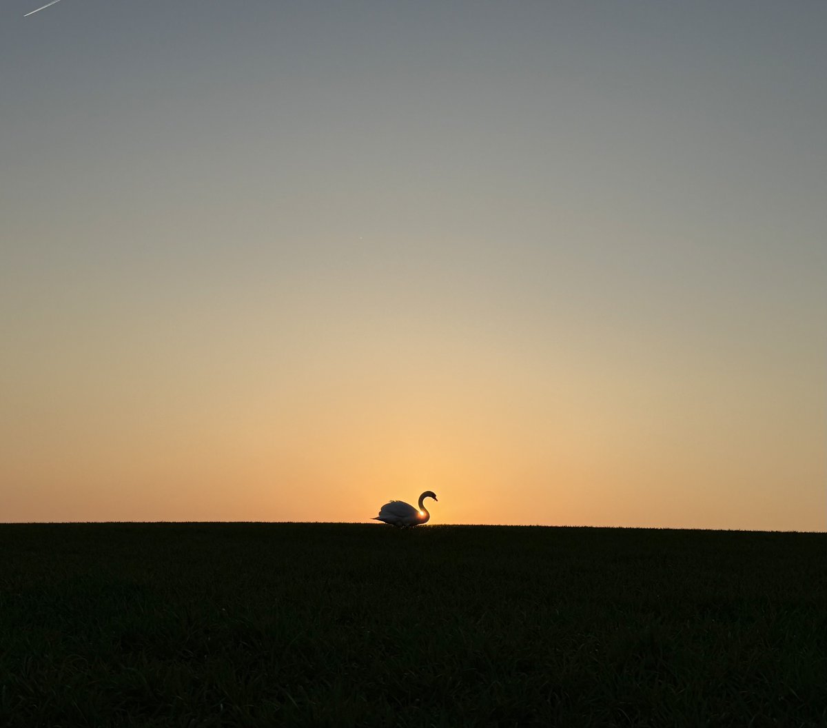 STR_1893 tweet media