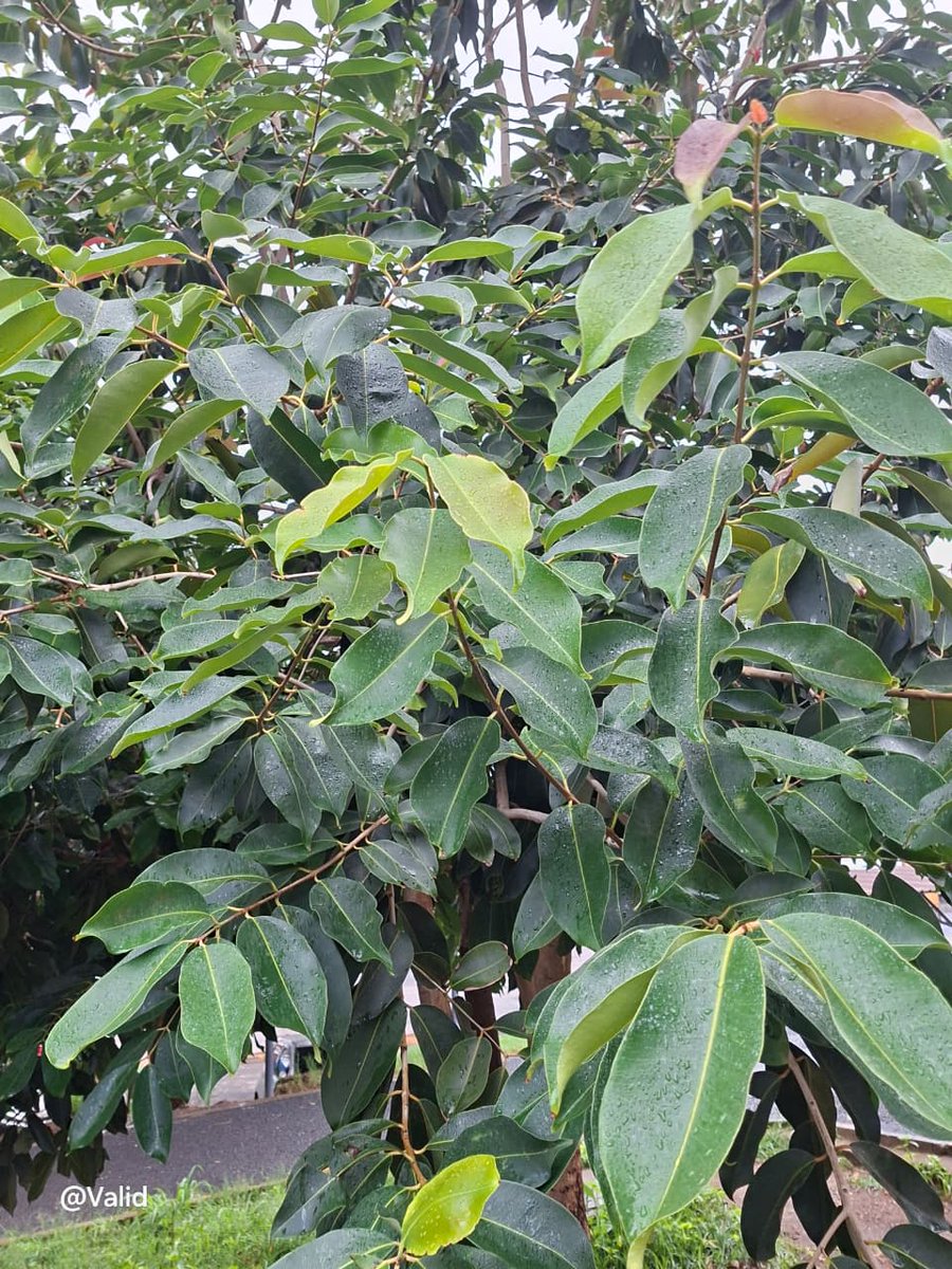 A daily dose of a new tree. 
 Syzygium guineense
Common name: Waterpear.
Local name: Mzambarau.
Family: Myrtaceae
📌 Tanzania.