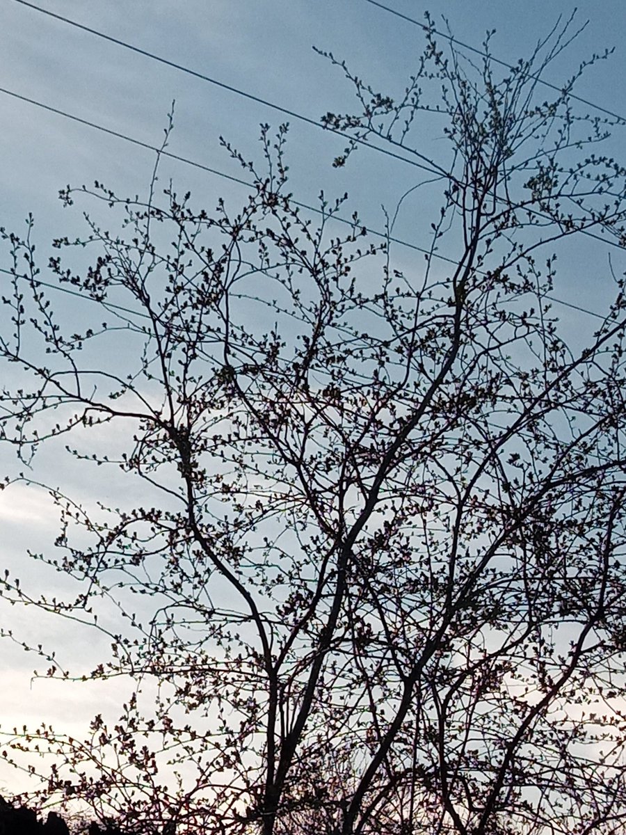 martynm700's tweet photo. #BritishSpring #BritishWeather
Should be 10c 50f, but it's 19c 66f like a June day for my area or a chilly July day. @BritWeatherSvs @bbcweather @Met4CastUK @MetRyan96 @MetMattTaylor @metoffice @UKWX_ @Official_WXUK @TWOweather
Global warming in full swing. https://t.co/TegSdpp7FS
