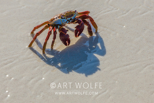 Art Wolfe tweet media