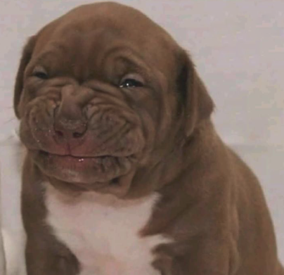 Cescontos | Canal Defenestra tweet media