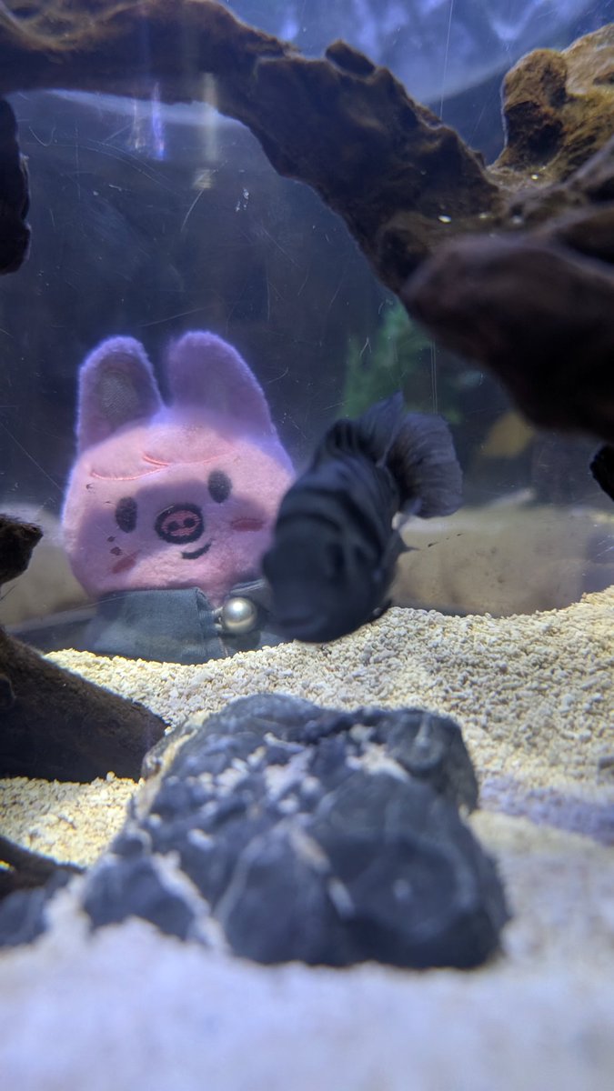I was at the aquarium and I tried to get a pic of my Dwaekki in one of those bubble things but this fish kept photo bombing 😭 bro did this until I gave up