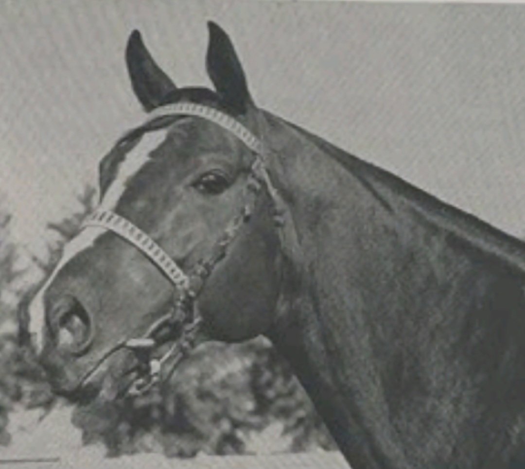 HORSERACING1002's tweet photo. RIPPEY🇺🇸1943
(POMPEY ▪︎ BROAD RIPPLE BY STIMULUS)
#Rippey
B/ Margaret Good Van Clief🇺🇸1943
O/ William G. Helis
T/ William J. Booth, Arthur F. Skelton
KEESEP $12,000
KEENOV $10,000
67-16-14-13---$299,115
Skokie H, Derby Trial, Bay Shore H, Carter H, Fall Highweight H, Great Western H, Roseben H, Princeton H, Clang H, Toboggan H (2), Paumonok H, Oceanport H,
2nd Jerome H, Jennings H, Myrtlewood S, Chicago H, Valley Forge H, Carter H (2), San Carlos H, Fleetwing H, Rumson H,
3rd Wilmington H, Sheridan H, Quick Step H, Philadelphia H, Metropolitan H, San Carlos H, Princeton H, Inaugural H, Bay Shore H,
NTR Washington Park 6f 1,09,40
NTR Washington Park 7f 1,22,00
Stood in USA 🇺🇸 Sired Bone Tired, Kitty Klaws, Lady Bertha, Rips Delight, Romantic, Ripte, Smiling Rip, Sound Of Dawn, Trading.