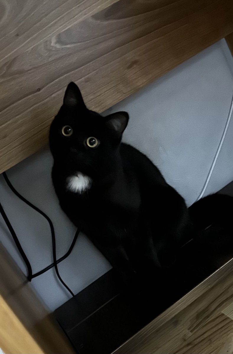 AroCentXpede's tweet photo. I don't like talking about personal stuff, especially this.
But last night my cat Echo passed away, he was a big part of my life and to lose him in the span of 2 days sucks, did everything i could.
In the end he passed away in my arms, safe and loved.
Love and miss you buddy. https://t.co/CseSFHLibb