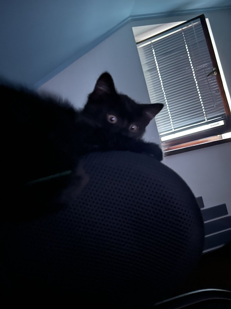 AroCentXpede's tweet photo. I don't like talking about personal stuff, especially this.
But last night my cat Echo passed away, he was a big part of my life and to lose him in the span of 2 days sucks, did everything i could.
In the end he passed away in my arms, safe and loved.
Love and miss you buddy. https://t.co/CseSFHLibb