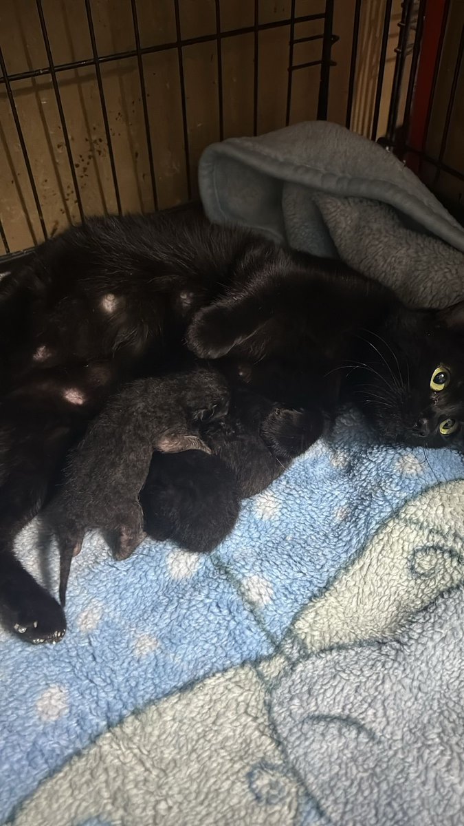 Evde kedi istiyorsanız ve cesaret edemiyorsanız, keşke bi deneyebilsem diyorsanız bu fırsatı kaçırmayın bence. Sadece 2-3 ay kalacak yere ihtiyaçları var. Sonrasında yuvalandırmalarıyla ben ilgileneceğim. Mama-kum desteği de yapabilirim. Sadece 1 odanıza talip bu karaböcük ailesi