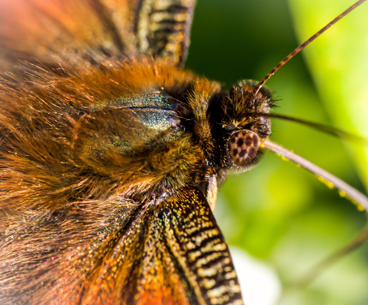 Sharon 🐥 tweet media