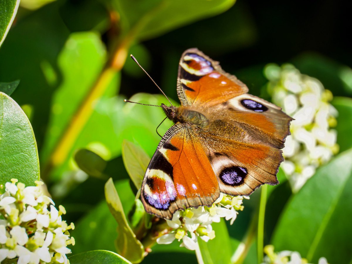 Sharon 🐥 tweet media