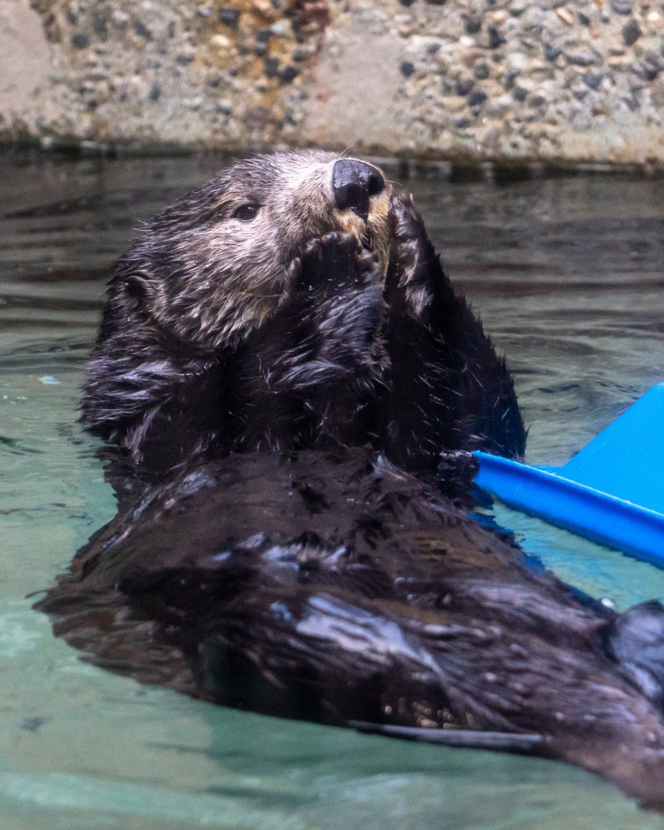 Seattle Aquarium tweet media