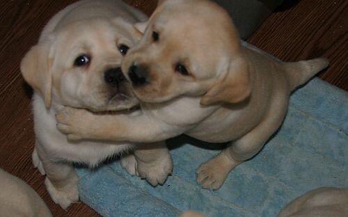 SiliGremlin tweet media