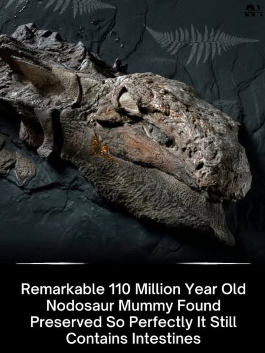 Unearthed 🏺 tweet media