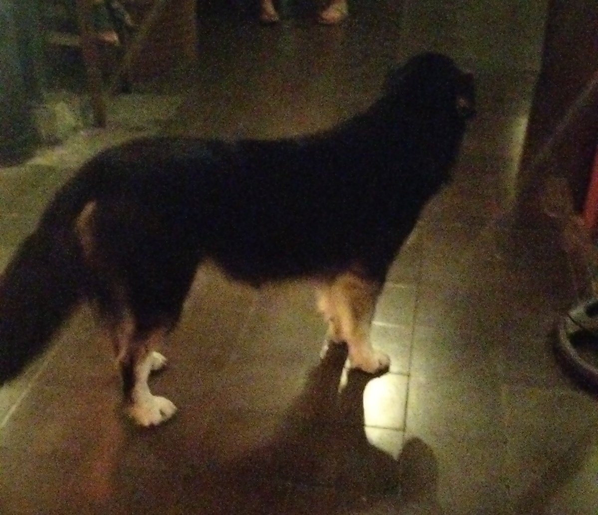 jim labrador tweet media