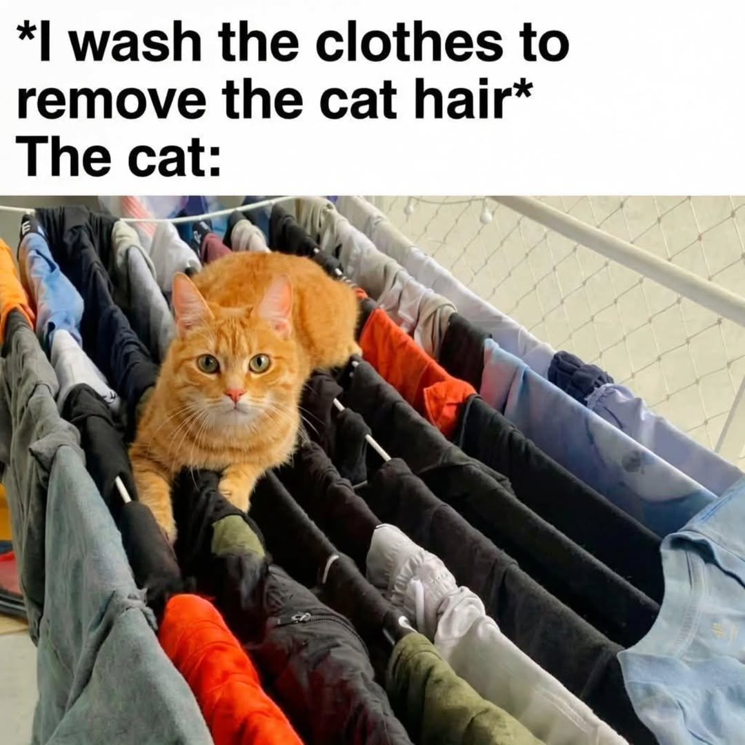 LAnDo NIFFIRG™️🇨🇦 tweet media