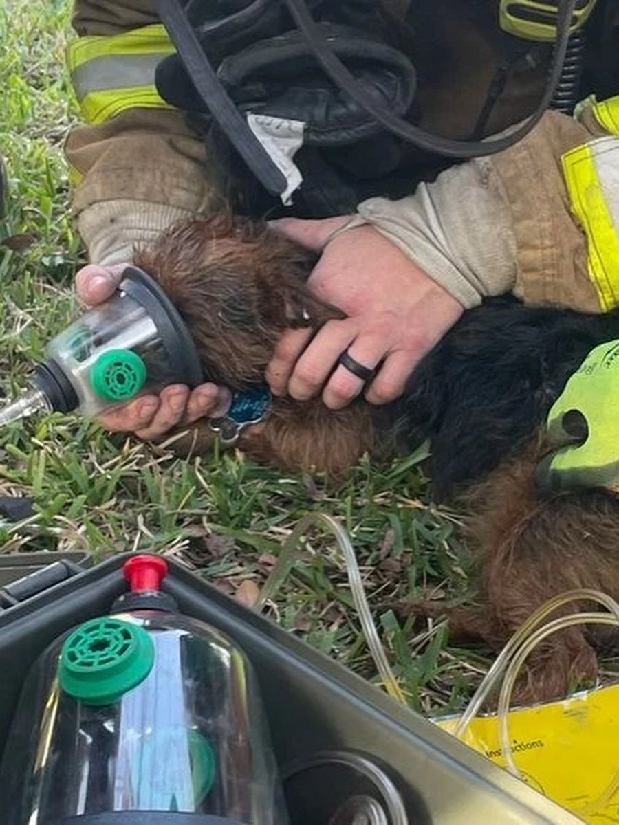 cbsaustin's tweet photo. Austin firefighters carry specialized oxygen kits on every apparatus designed to revive animals suffering from smoke inhalation, the Austin Firefighters Association said.

MORE PHOTOS: https://t.co/O134bg5Q8M https://t.co/J1APNRiRHh