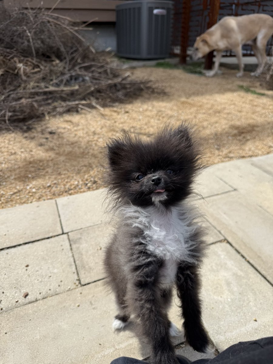 ER vet tech tweet media