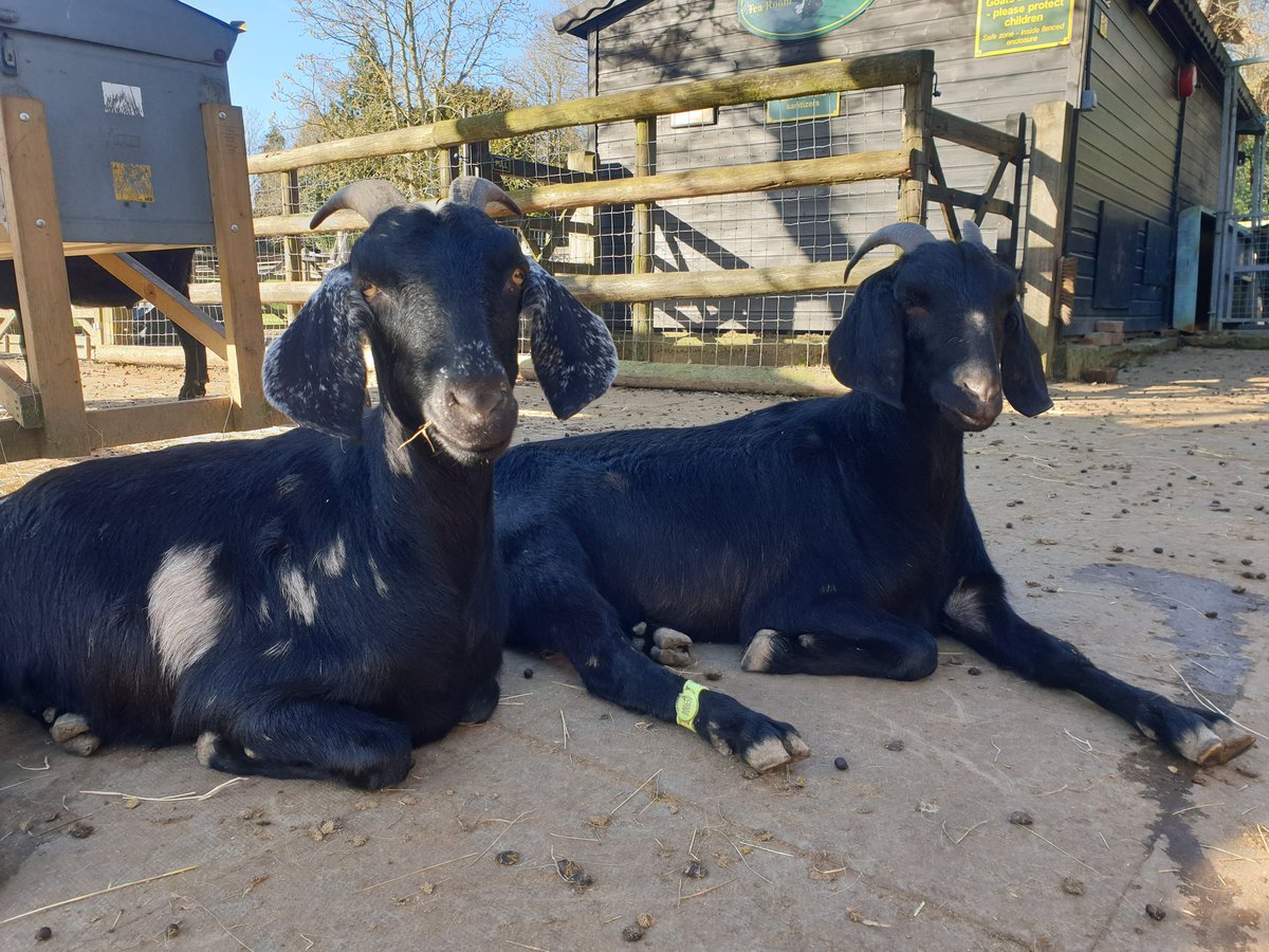Buttercups Sanctuary For Goats tweet media