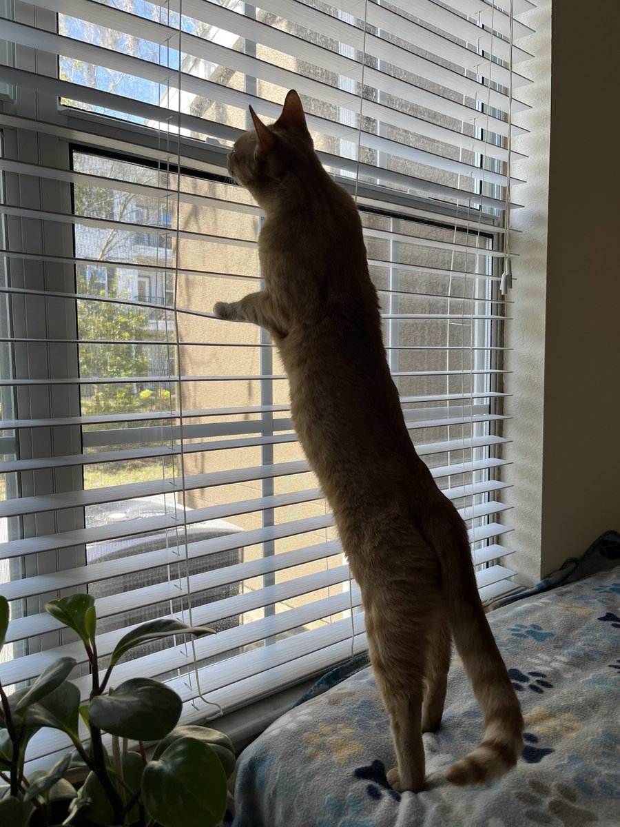 Frito 🐈 Leti 🐈⬛ Angel Hope 🐶 😇 🌈🐾❤️ tweet media