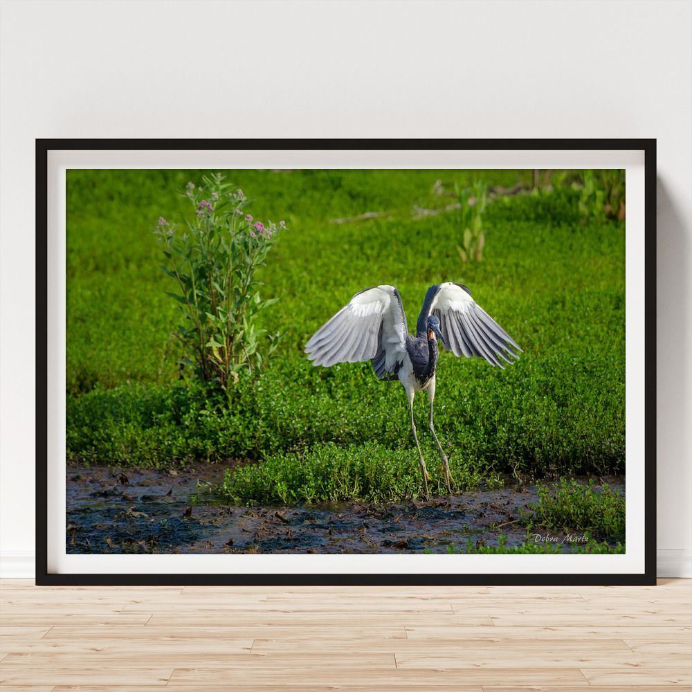 DebraMartz's tweet photo. Tri-Colored Heron making a Gentle Landing in Port Aransas
https://t.co/cBBLOEho5v
#TriColoredHeron #heron #landing #LushGreen #green #spring #summer #nature #bird #birds #aves #avian #BirdLovers #featheredFriends #ornithology #photography #PhotographyIsArt #giftideas @debramartz https://t.co/6XhPAZb5o1