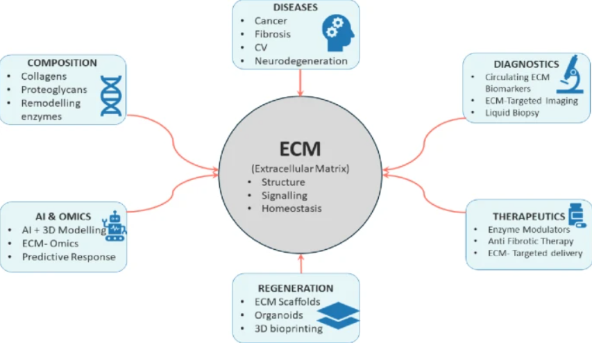 Extracellular Matrix News tweet media