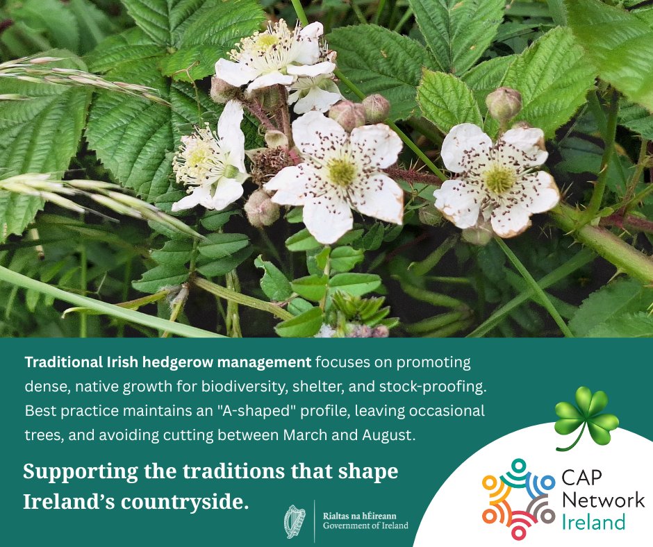 CAP Network Ireland tweet media